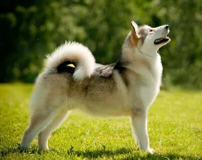 Собака лайка - характеристики породы и особенности воспитания