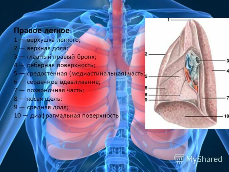 Косая щель легкого