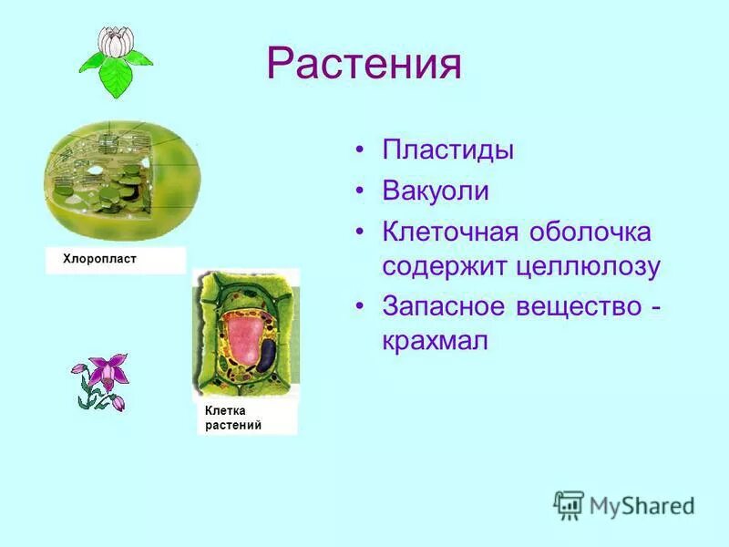 Целлюлоза запасное вещество растений. У кого запасное вещество муреин хитин. Целлюлоза запасное вещество растений. Применение целлюлозы. Полисахарид строение формула.