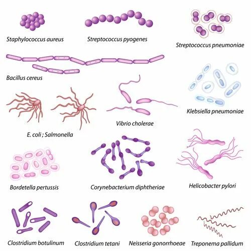 Стафилококк как выглядит на человеке Influenza, salgono a 22 i decessi e il picco è previsto a febbraio