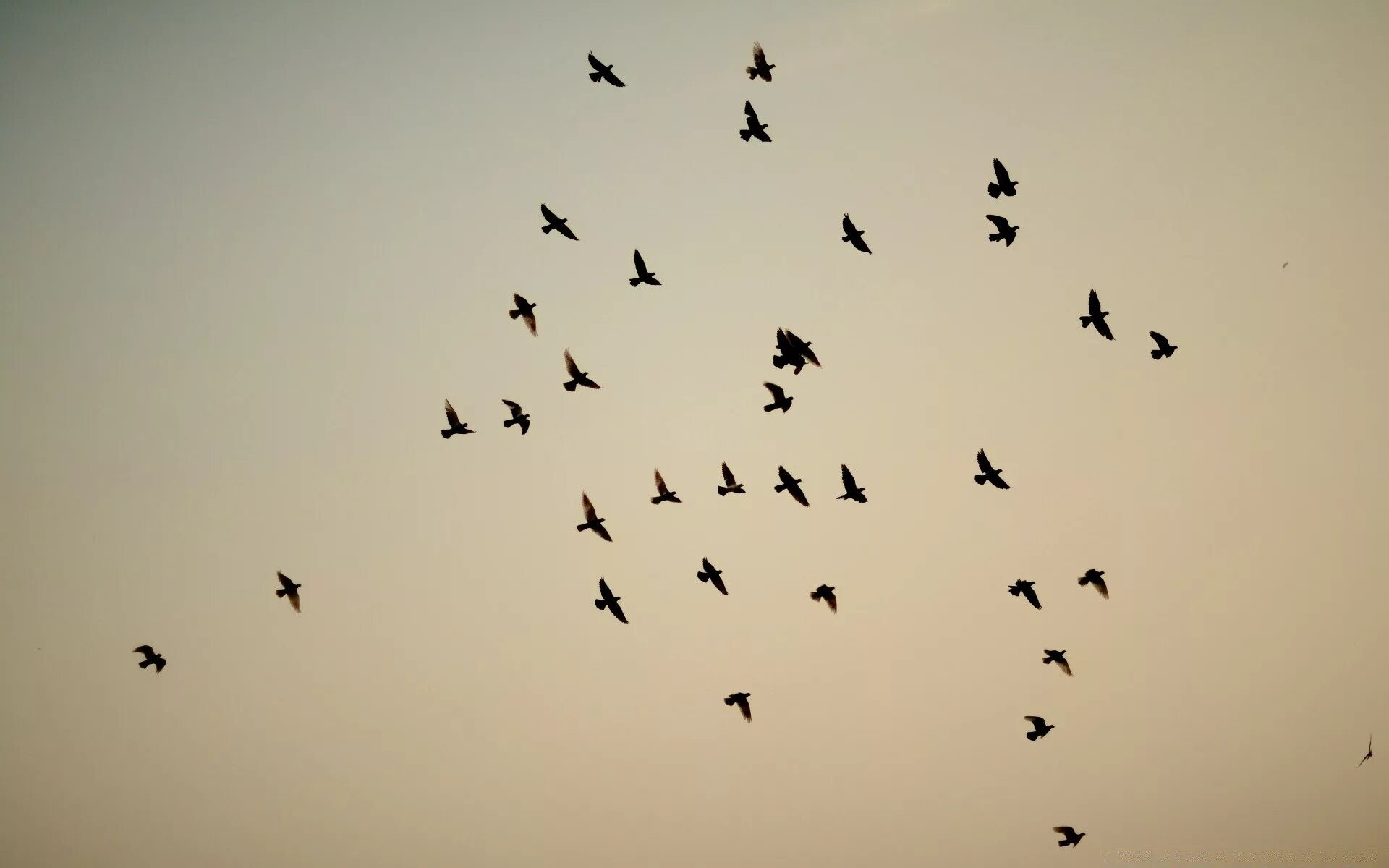 Мало летающие птицы. Стая птиц. Силуэты птиц в небе. Птица летит. Стая птиц обои.