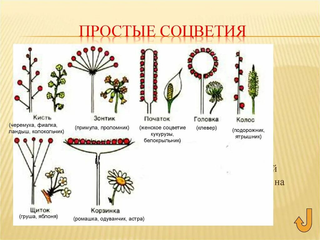 Примеры простых цветков. Соцветия 6 класс биология. Соцветия 6 класс биология зонтик. Простые и сложные соцветия 6 класс биология. Простое соцветие Колос биология 6 класс.