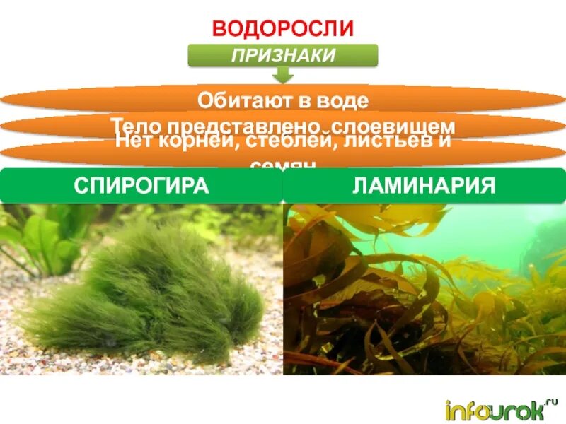 Признаки водорослей. Тело водорослей представлено слоевищем. Водоросли 5 класс биология. Водоросли Ленинградской области.