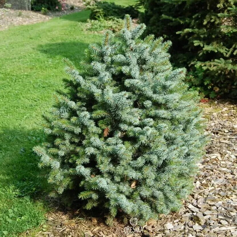 Продажа семена ели. Ель ситхинская. Ель ситхинская (Picea sitchensis) 'Silberzwerg'. Ель голубая ситхинская.