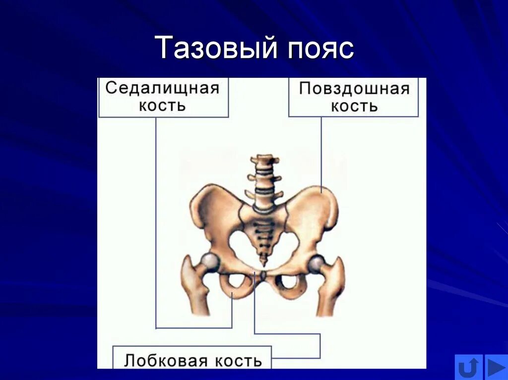 Тазовый пояс состоит из костей. Кости тазового пояса. скелет тазового пояса. строение тазового пояса человека. тазовый пояс кость человека.