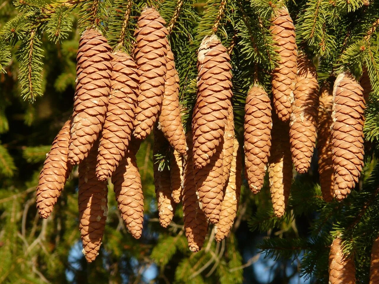 Плод хвойного. Picea Abies Velopoli. Шишки Pícea Ábies. Ель обыкновенная Максвелли шишки. Хвойные кониферс.