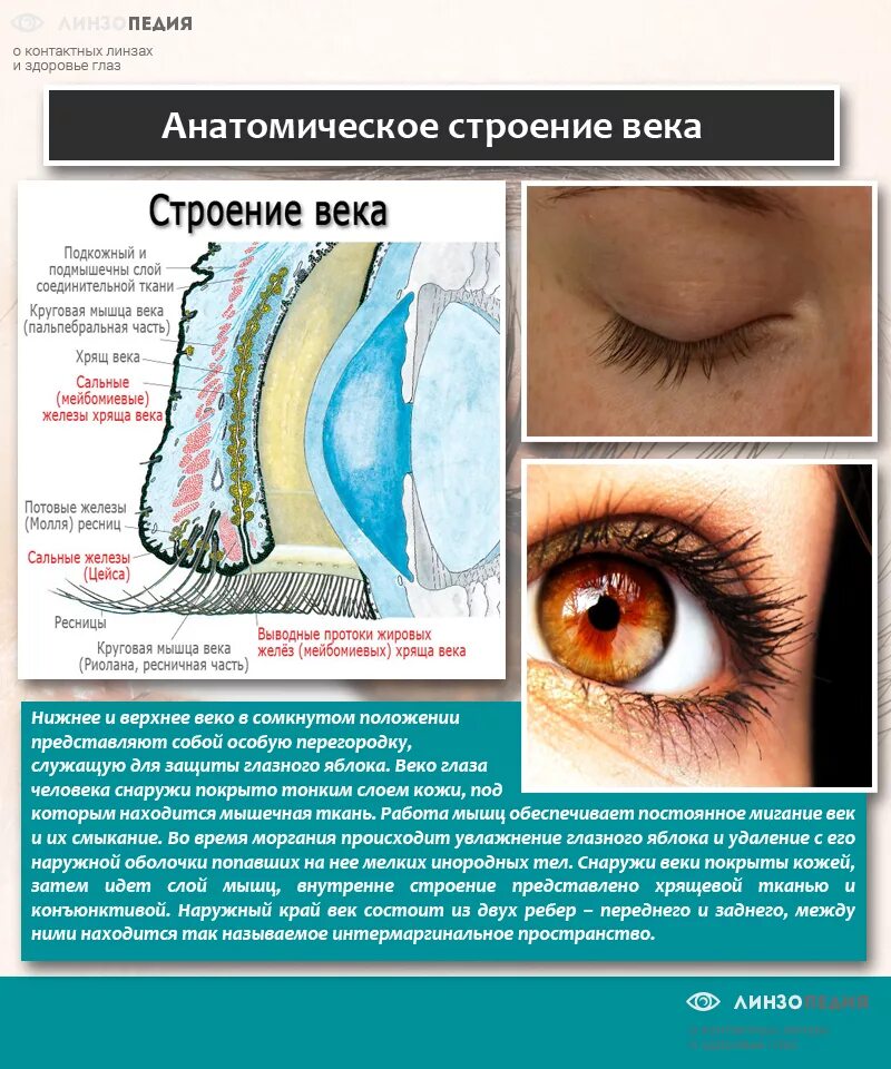 Глаз око веко. Строение века глаза. Строение глаза веко. Строение глаза верхнее веко.