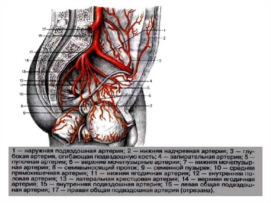 Внутренняя подвздошная артерия анатомия. Ветви подвздошной артерии схема. Подвздошные артерии медунивер. Схема артерий малого таза.