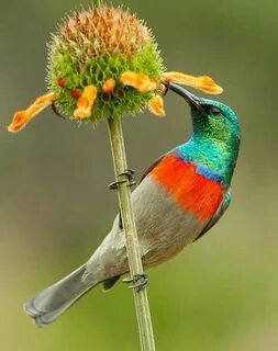 Des oiseaux