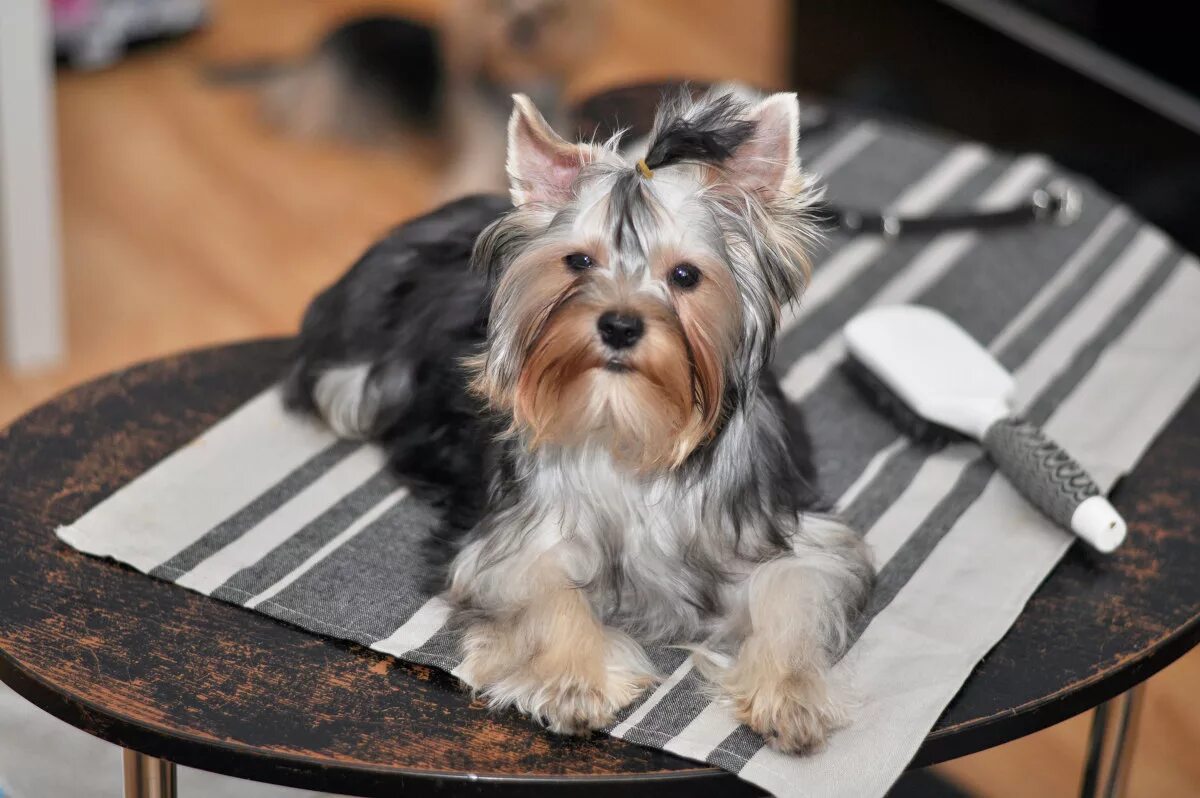 йоркширский терьер 6 месяцев. ершский терьер девочка. йорк терьер 8 месяцев. йоркширский терьер 5 месяцев. йоркширский терьер 6 месяцев.