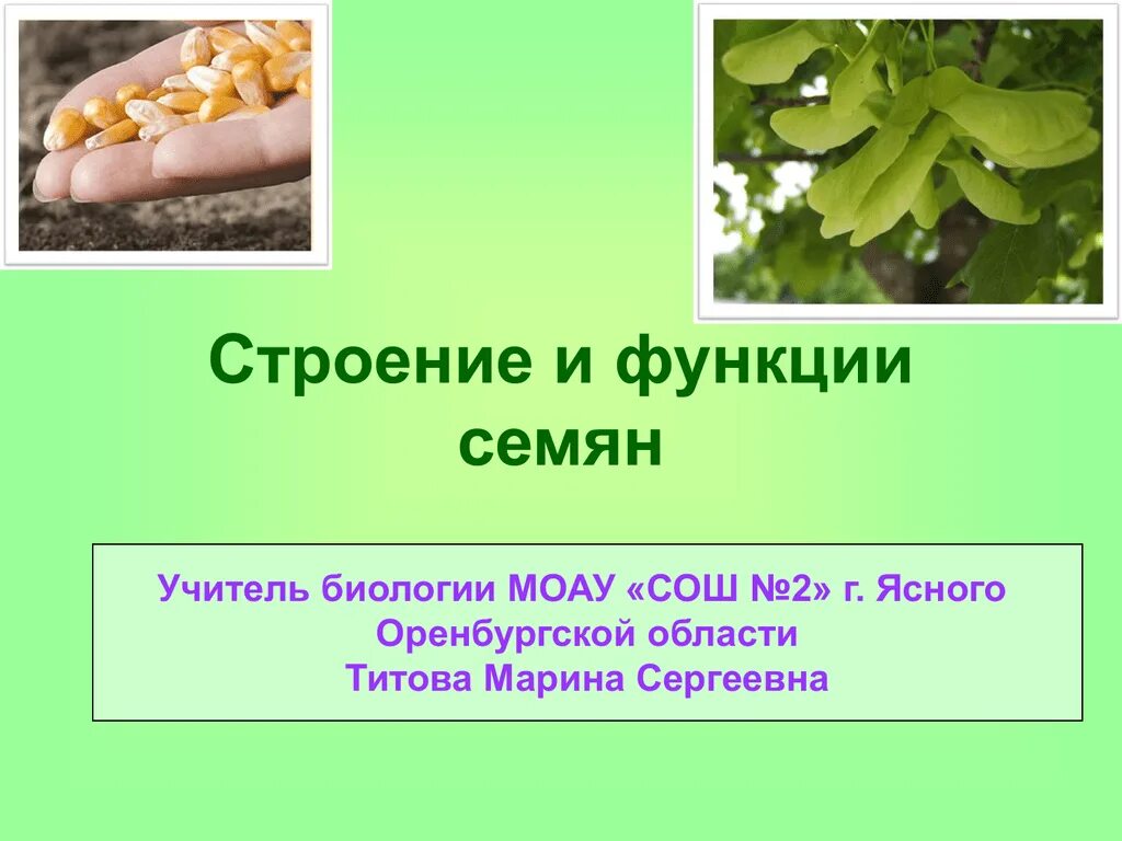 Урок биологии семена. Семя строение и функции. Семена строение и функции. Функции семени растений. Семена биология 6 класс.