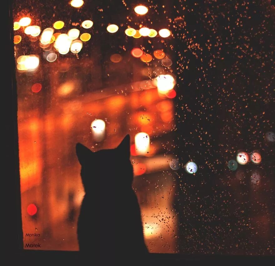 Download wallpaper cat, street, the evening, lies, section cats in resolution 16