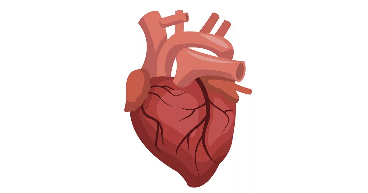 Человеческое сердце на белом фоне. Сердце Анатомическое без фона.