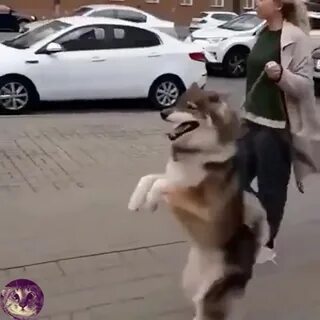 Собака танцует под песню