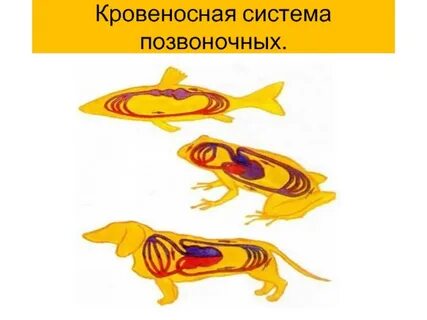 Система кровообращения позвоночных животных