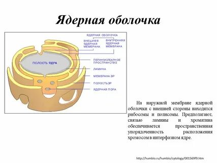 Ядерная мембрана характерна для клеток