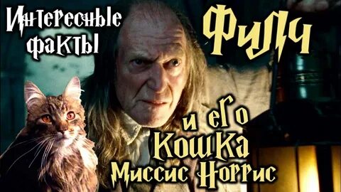 Домашняя кошка аргуса филча
