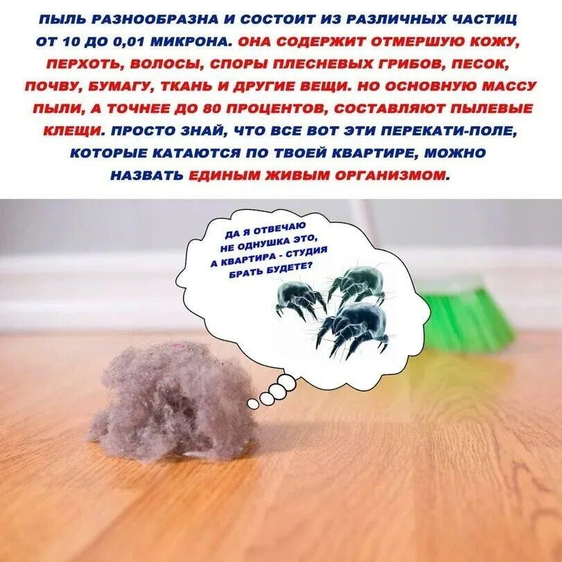 Пыль род. Пыль. интересные факты о пыли. стишок про пыль. стихи про пыль.
