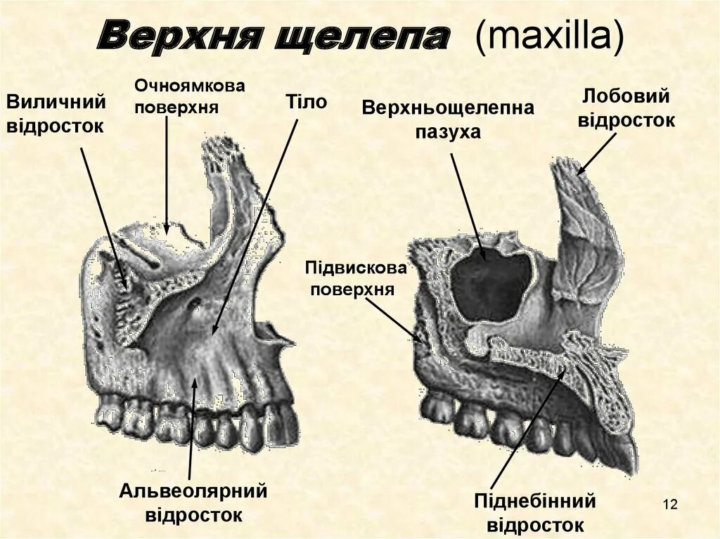 Как называется верхняя челюсть. Верхняя челюсть вид сбоку. верхняя челюсть левая вид сбоку. атлас синельникова верхняя челюсть. верхняя челюсть (maxilla).
