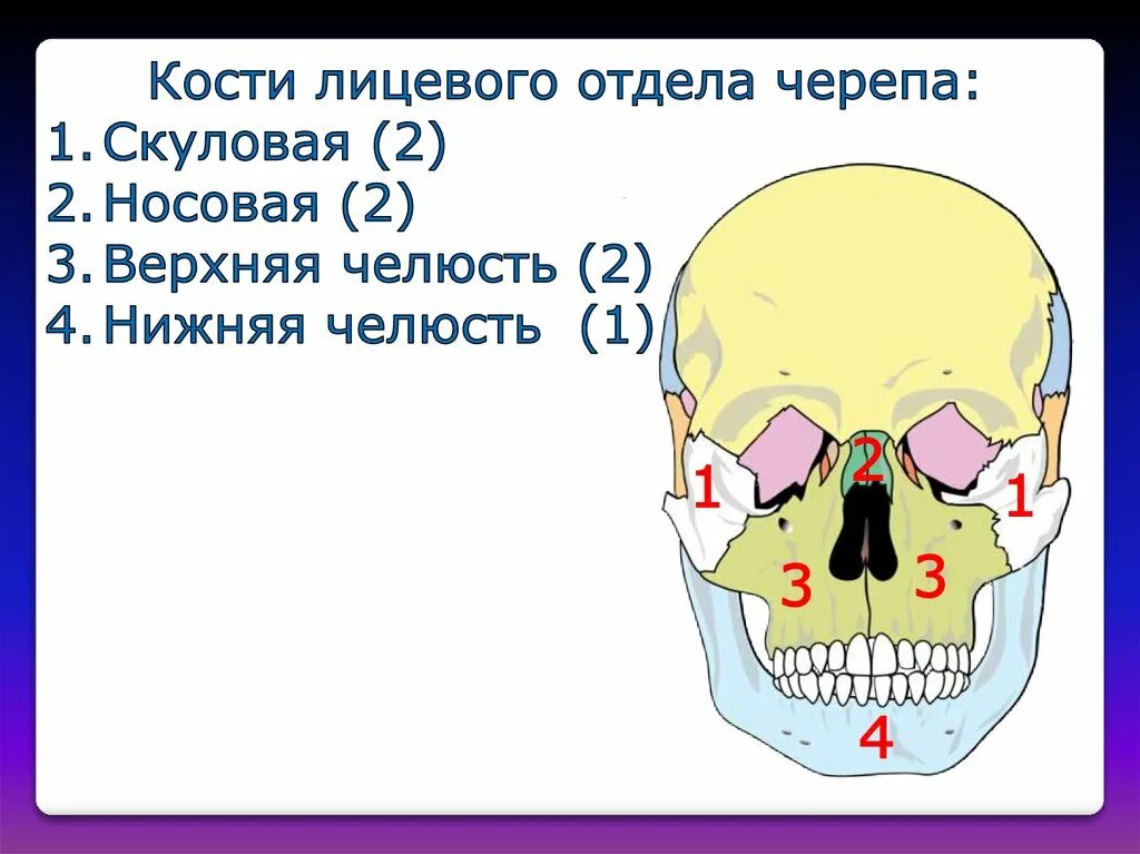 Кости лицевого отдела черепа. Череп. Лицевой отдел черепа.. Кости лицевого черепа строение. Парные кости лицевого отдела черепа. Полости лицевого черепа