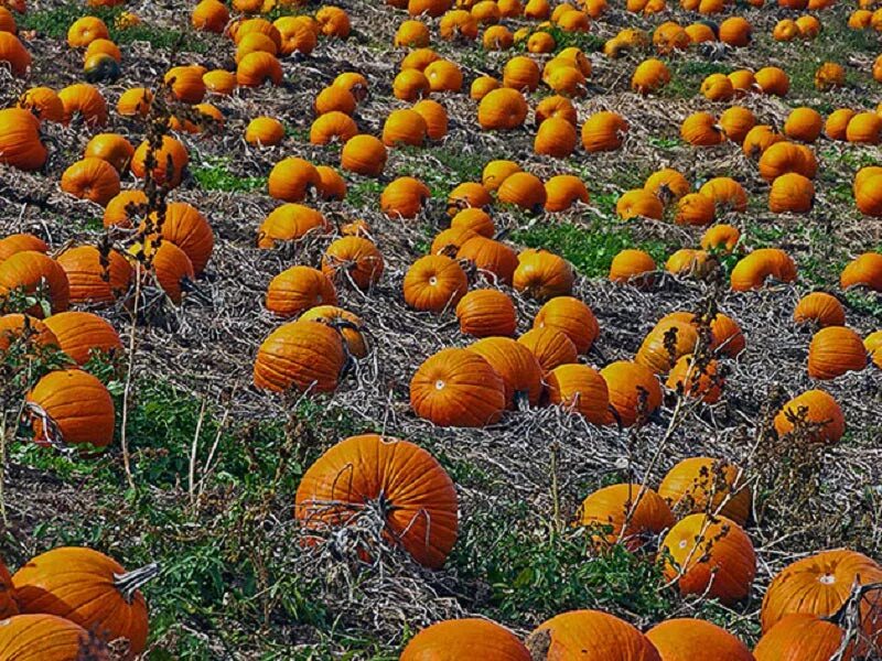 Тыква растет. Тыква голиаф. Тыква растет. Тыква в открытом грунте. Чем полезна тыква.