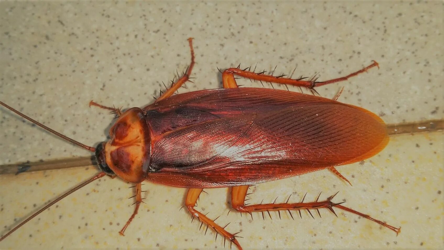 Cucaracha