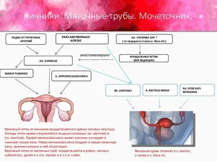 Обезболить яичники