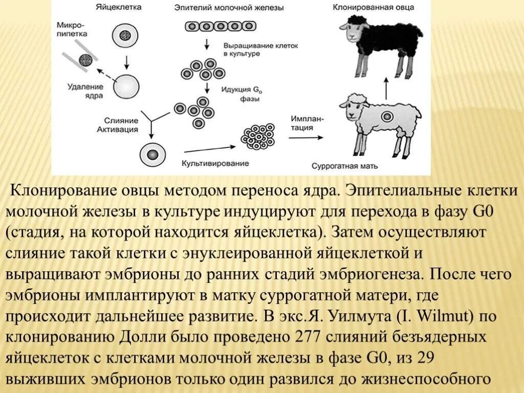 Почему растения клонируются легче животных. Метод клонирования овечки Долли. Овечка Долли схема клонирования. Этапы клонирования овечки Долли. Механизм клонирования овечки Долли.