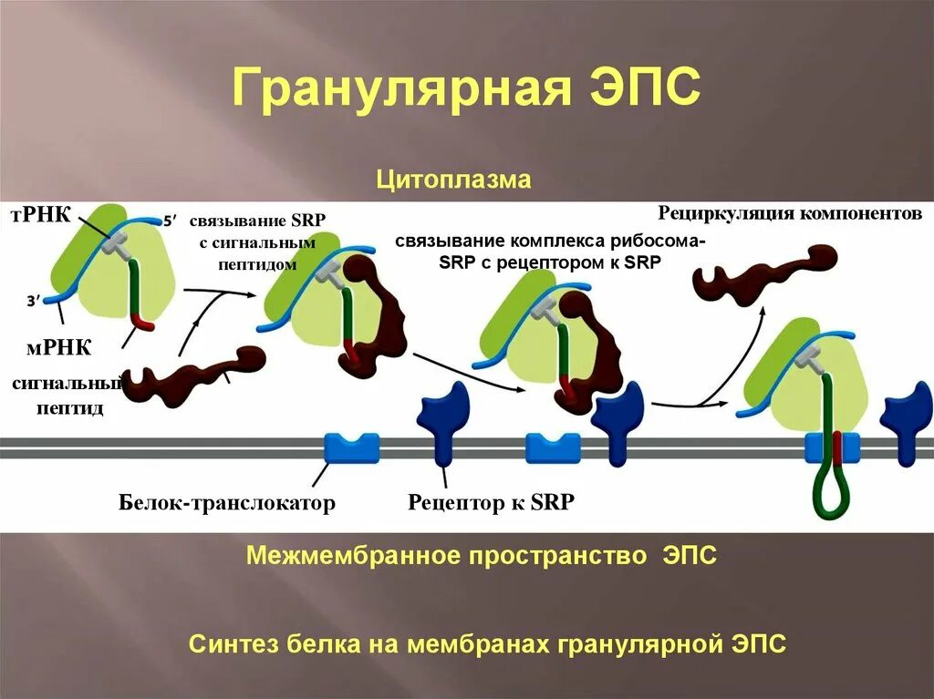 Синтез и транспорт белков в эпс. Синтез белка на гранулярной ЭПС. Механизм связывания рибосом с ЭПС. Белок транслокатор. Несопрягающиеся мембраны ЭПС.