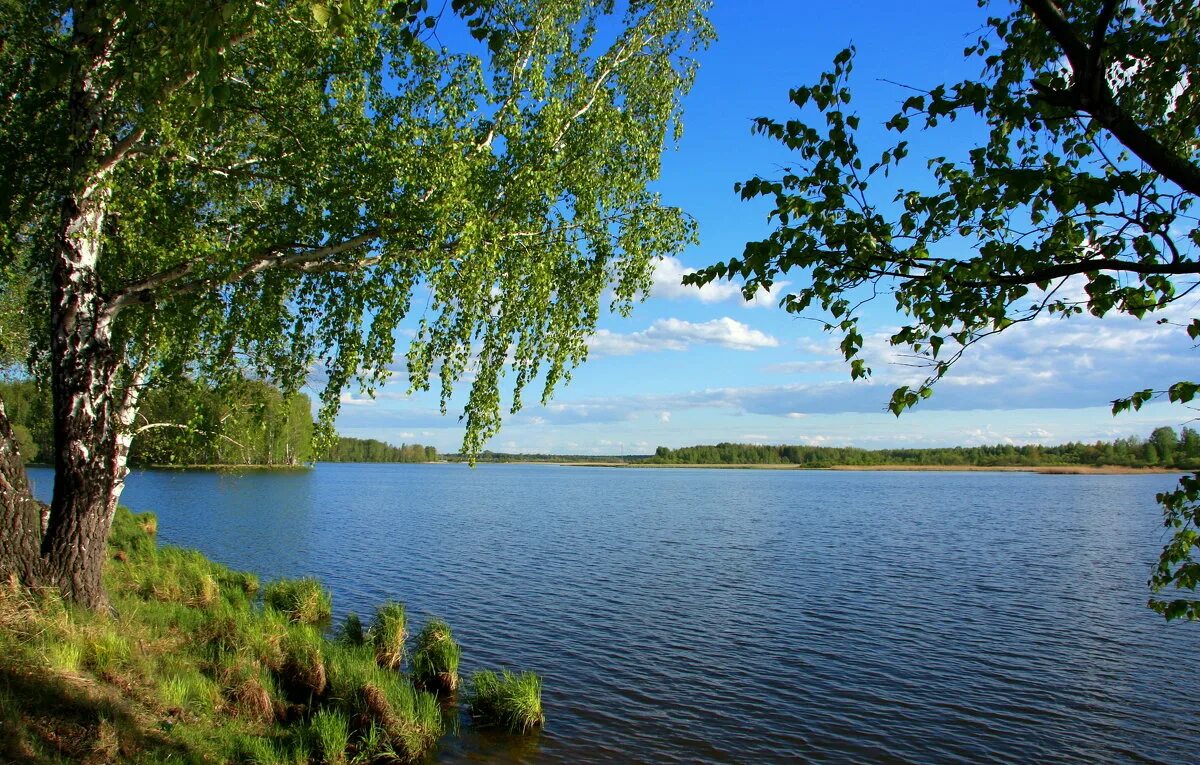 Береза повислая осенью. Стишки про родину. Береза символ россии. Родную русскую березу в обиду больше. Пейзаж лесной березовая роща.
