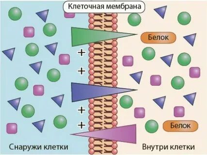 Поглощение твердых веществ