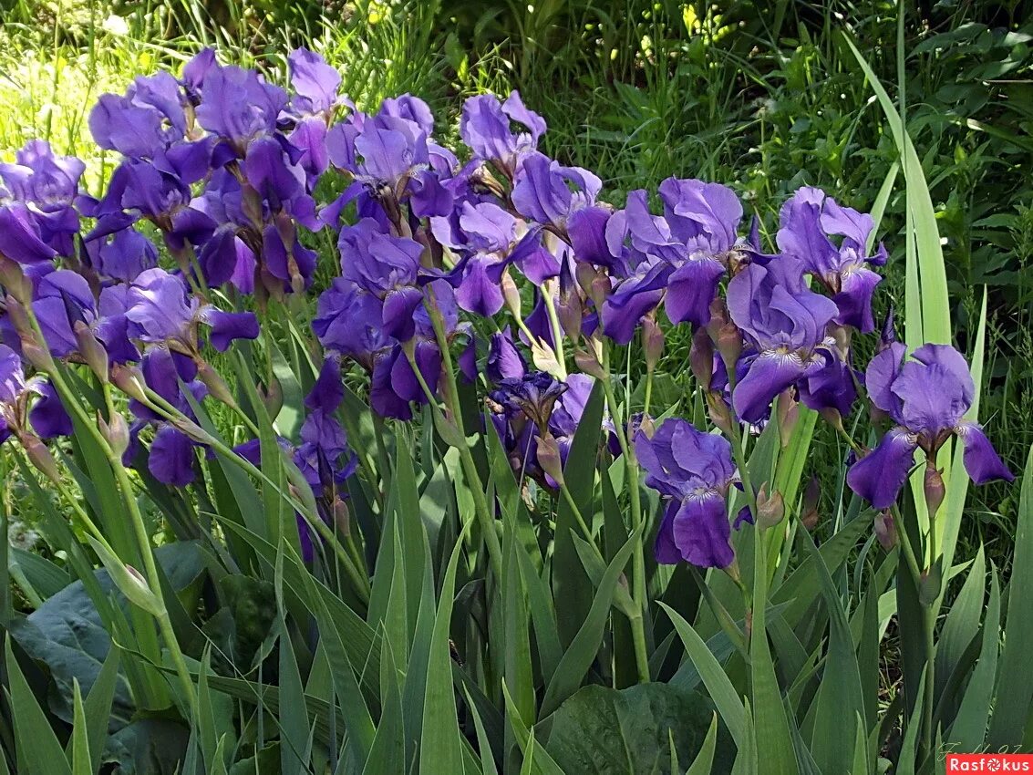 Искусственный газон фиолетовый. Ирис mandrake. Фиолетовый рис. Ирис декабристов. Ирис декабристов.