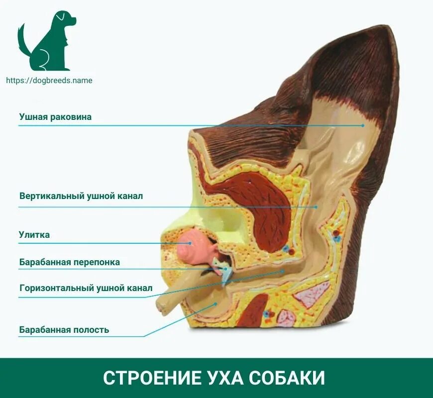 У каких животных есть ушная раковина