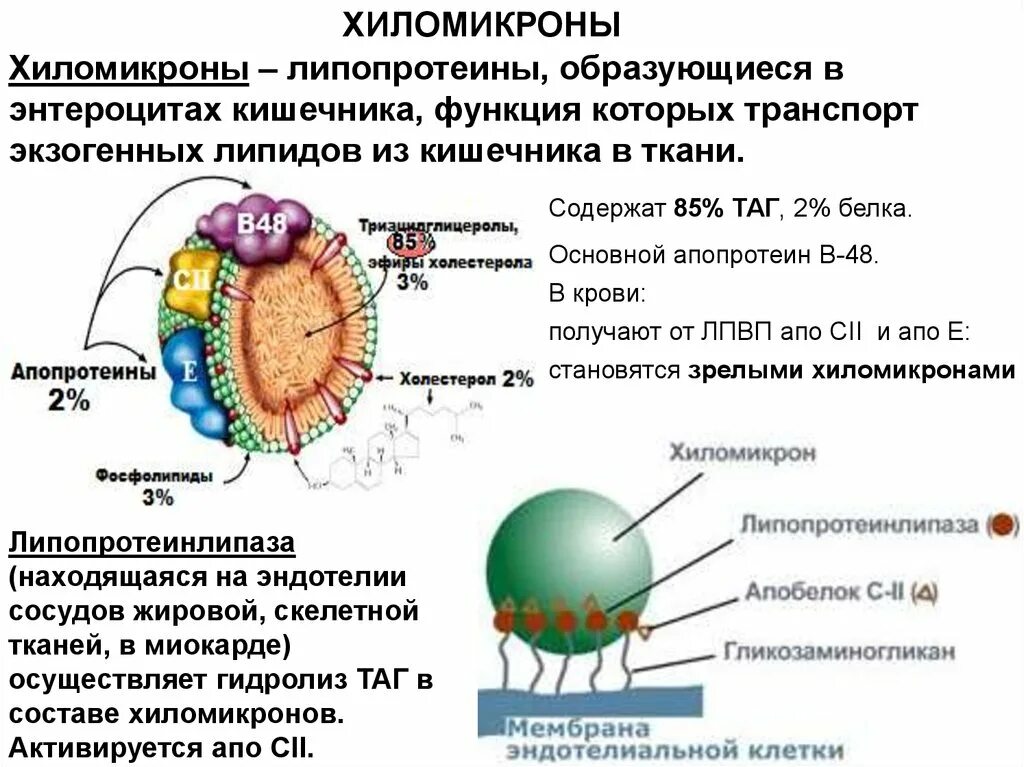 Структура липопротеинов биохимия. Хиломикроны, липопротеины, строение. Хиломикроны функции биохимия. Апобелки хиломикронов.