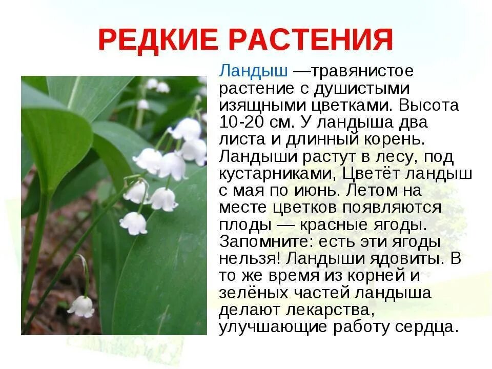 Составить и записать текст о растении. Составить и записать текст о растении