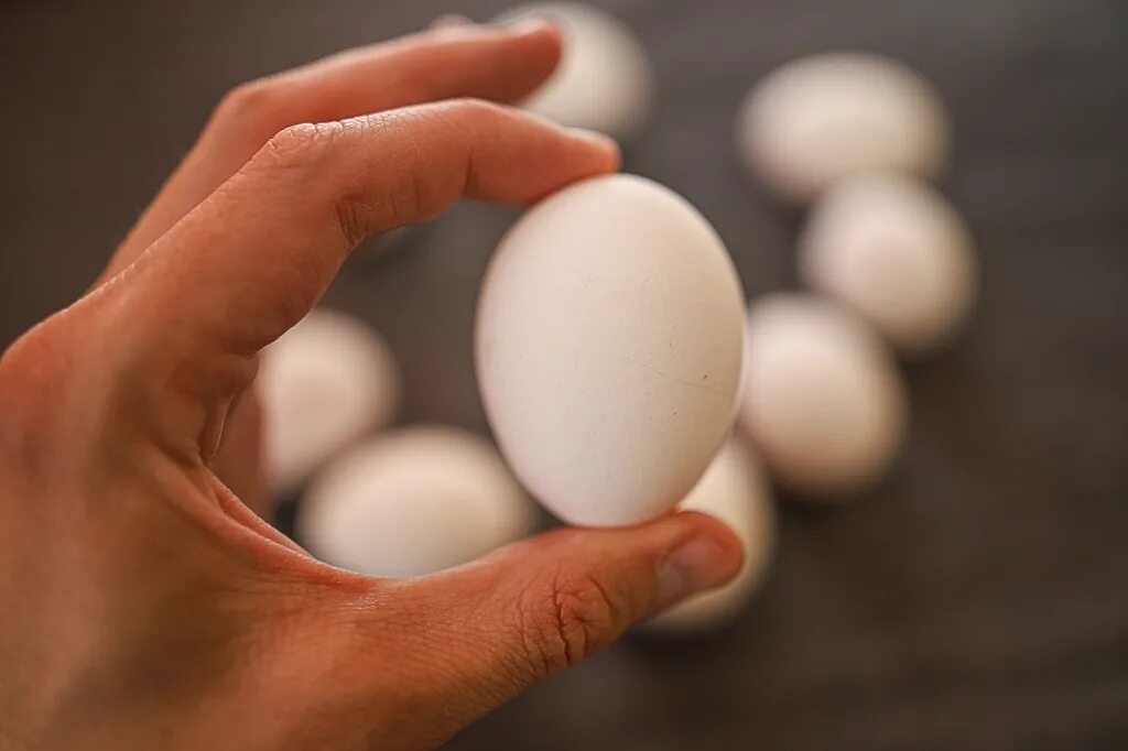 Яйцо куриное. Яйцо в руке. Куриное яйцо в руке. Яйцо в ладони. Фотки яичек