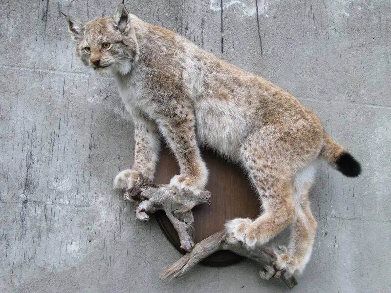 рысь таксидермия. голова рыси под шерсть таксидермия. чучело рыси скептическая рысь. чучело рыси. таксидермия чучело рыси.