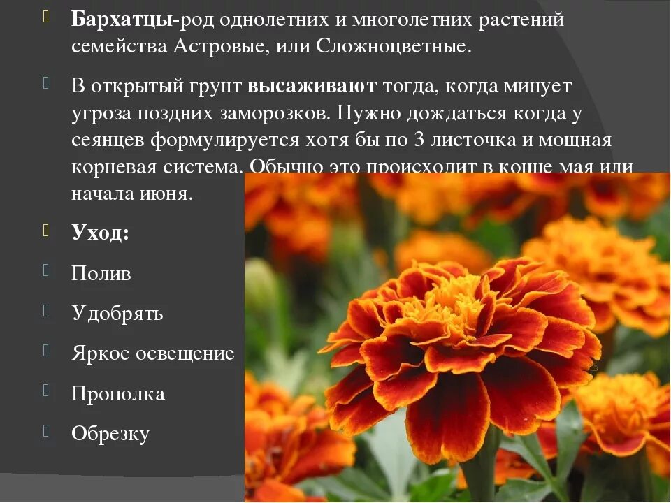 Бархатцы значение цветка. Бархатцы однолетние. однолетники бархатцы. бархатцы многолетники. бархатцы однолетнее или многолетнее растение.