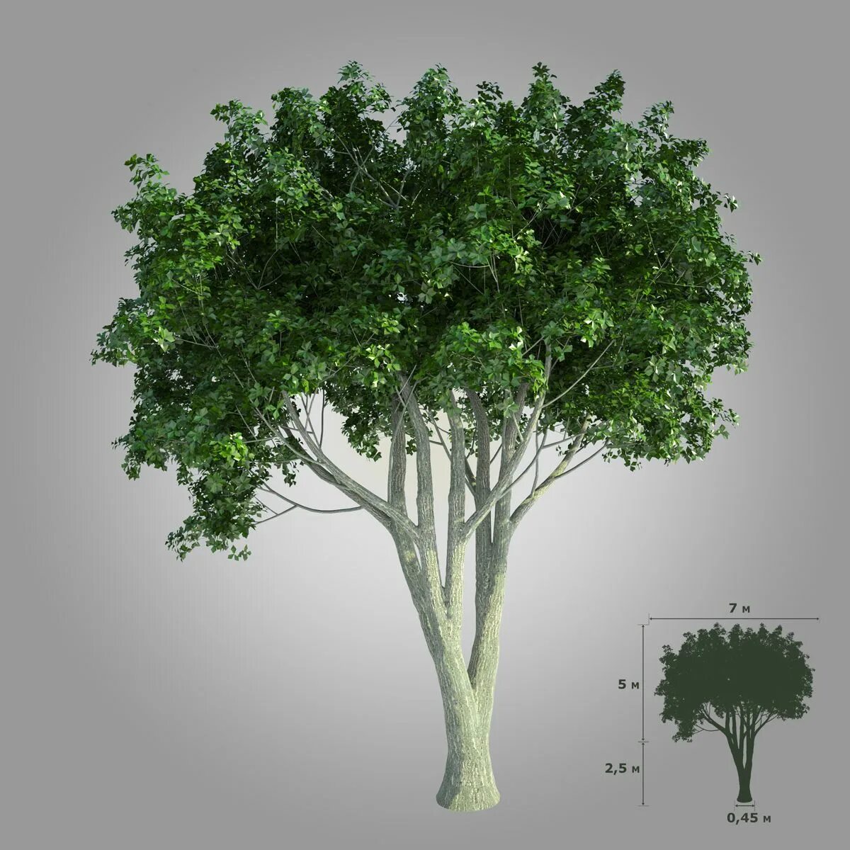 Деревья в 3ds Max. Реалистичное дерево. Фотореалистичное дерево. Дерево 3d. Дерево в 3 d