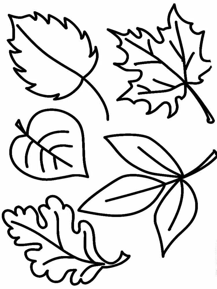 Черно белые картинки листьев. Листья раскраска. Раскраска листья деревьев для детей. Трафареты осенних листьев. Дерево с листочками раскраска для детей.