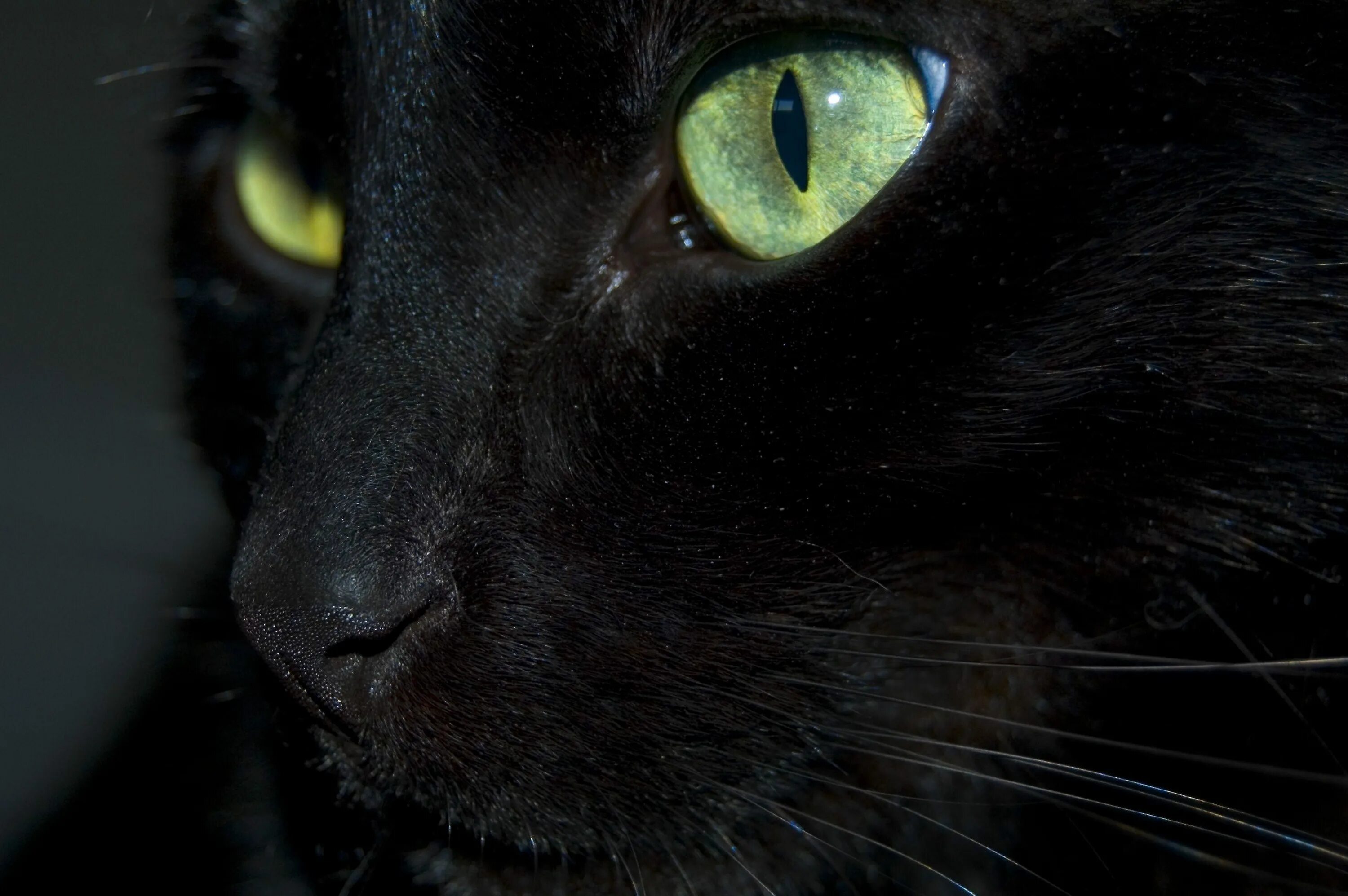 Черная кошка с зелеными глазами. Чёрный кот. Чёрный кот с зелёными глазами. Черный кот с голубыми глазами. Black cat eye