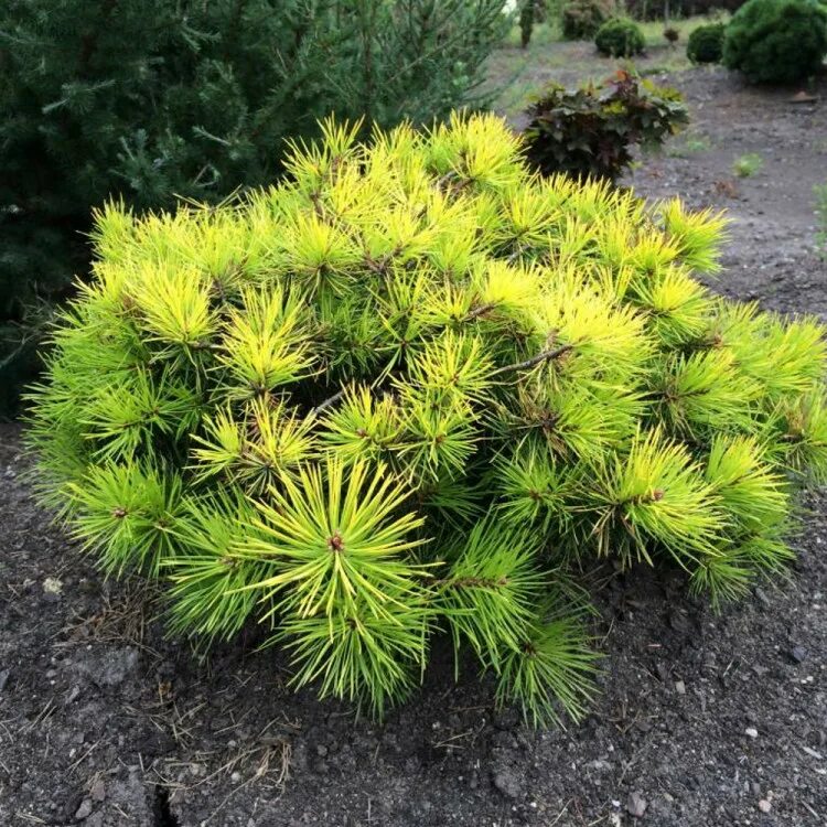 Pinus mugo GOLDSTAR. Сосна Горная little GOLDSTAR. Сосна Горная Pinus mugo Gold Star. Pinus mugo 'little GOLDSTAR'.