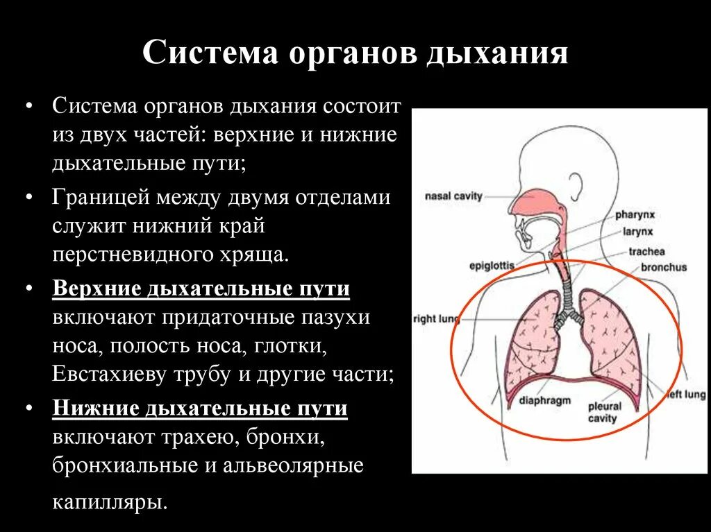 Органы дыхания. Верхние и нижние дыхательные пути. Система органов дыхания. Строение и функции верхних и нижних дыхательных путей.