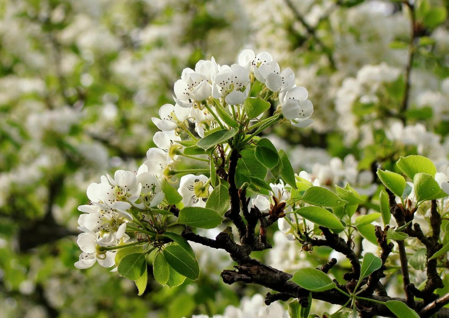 Соцветие груши. Тип соцветия груши. Соцветие цветка груши. Соцветие щиток груша. Соцветие груши.