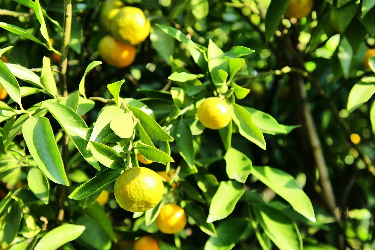 Мандаринов лес. Citrus aurantifolia дерево. Карликовое мандариновое дерево. Зеленые мандарины на дереве. Мандарин дерево фото.