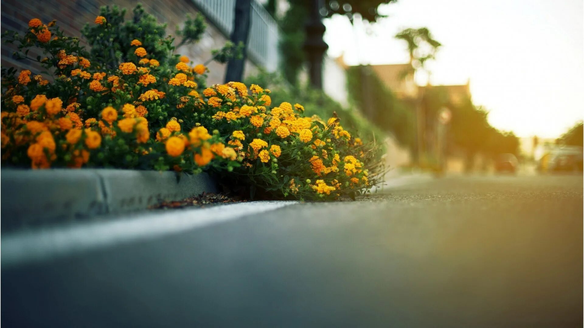 Street of flowers. Цветы на улице. Желтые цветы вдоль дорог. Цветы вдоль дороги. Цветы возле дороги.