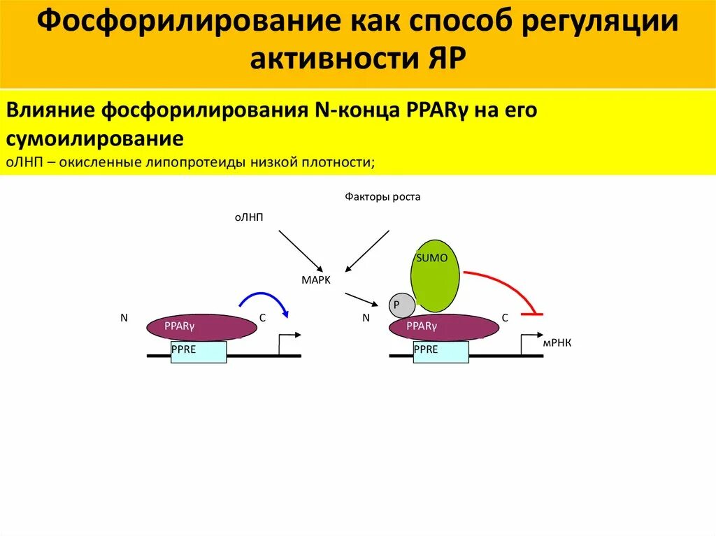 Фосфорилирование биохимия. Фосфорилирование белков реакция. Фосфорилирование белков биохимия. Типы фосфорилирования. Фосфорилирование гистонов.