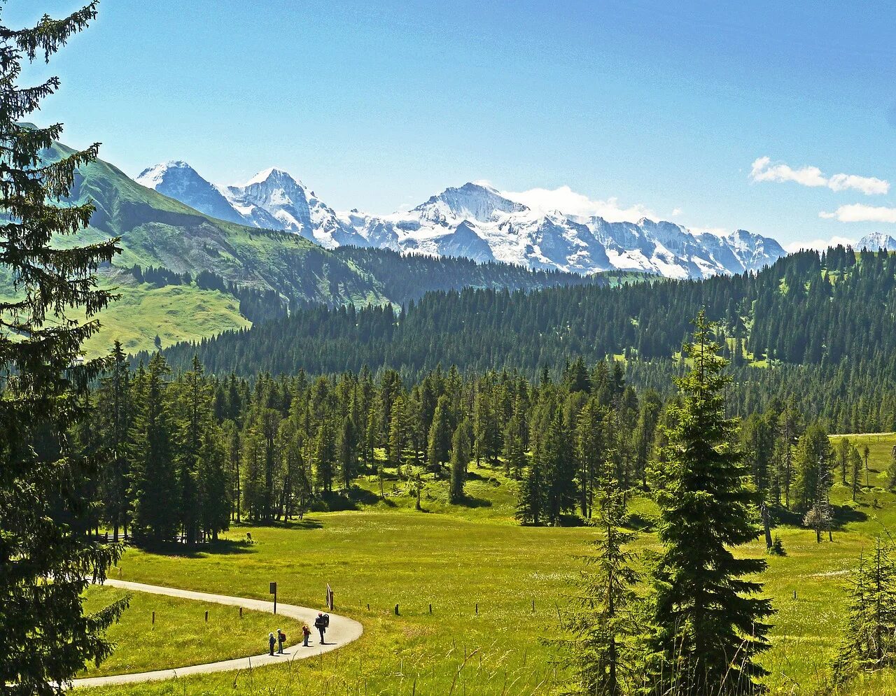 Хвойная долина. Сосна Горная. Высокая Долина. Coniferous. Green Pine Mountain.