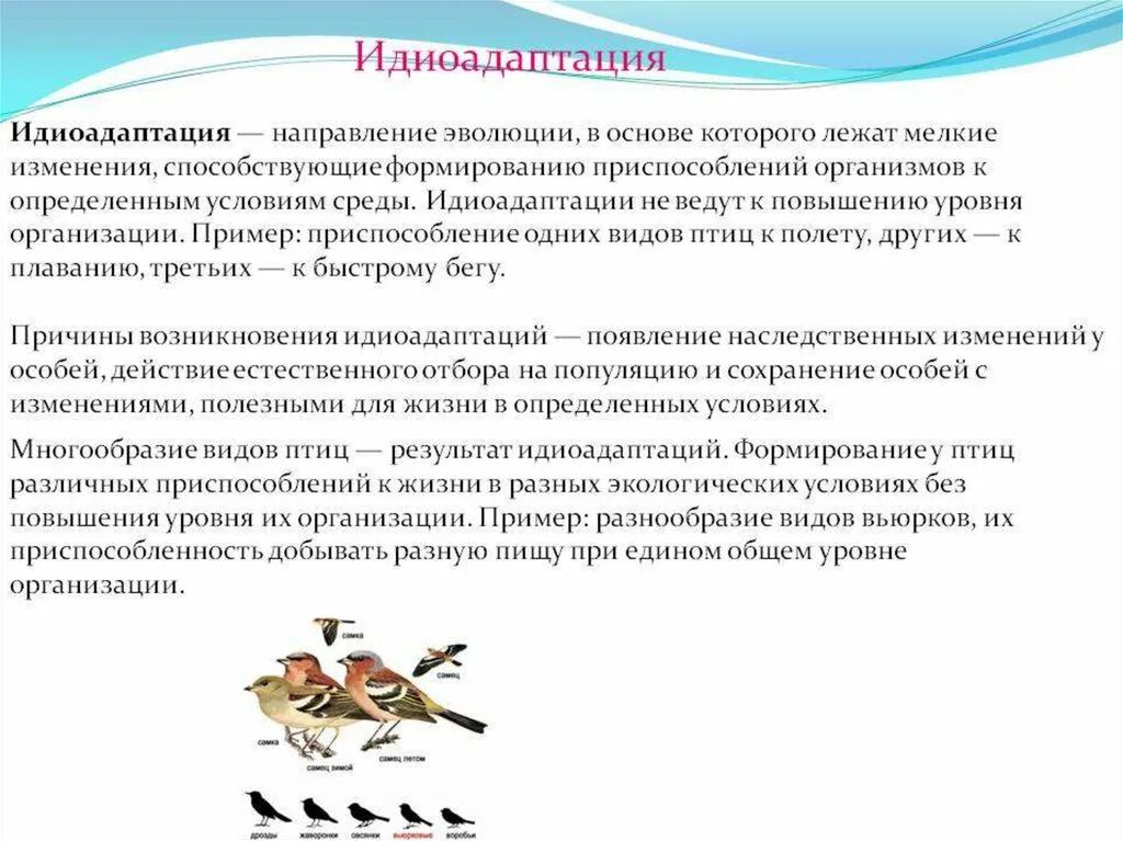 Идиоадаптация. Идиоадаптация примеры. Идиоадаптация это в биологии. Примеры идиоадаптации в биологии. Эволюционные изменения птиц