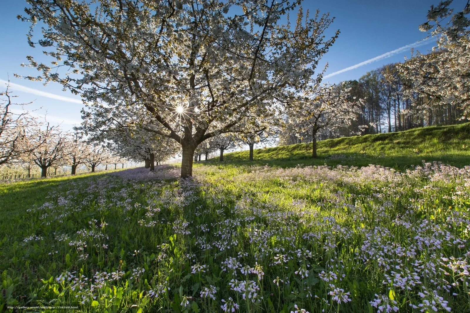 Spring views